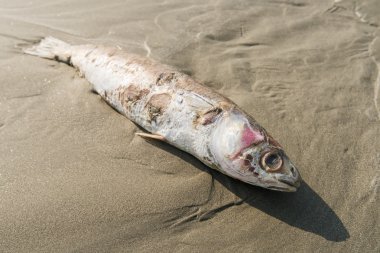 Bir sahil üzerinde ölü balık