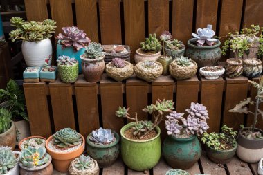  minyatür etli bitkiler