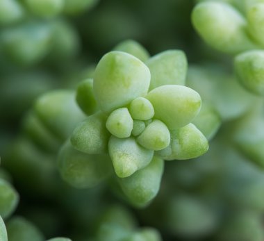  minyatür etli bitkiler