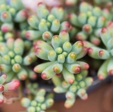  minyatür etli bitkiler