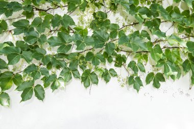 sarmaşık yaprakları beyaz arkaplanda izole edilmiş