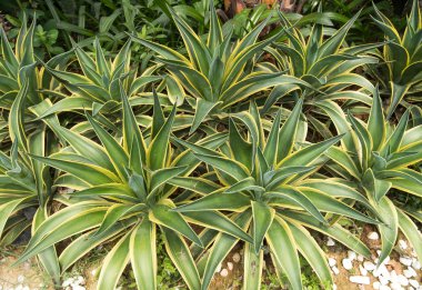 Sivri uçlu ağaç yaprakları.