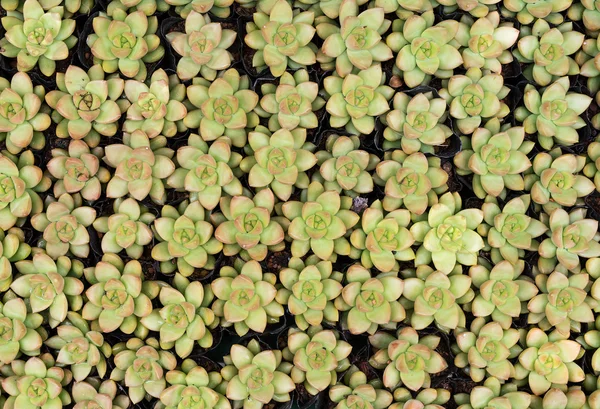 Miniature succulent plants — Stock Photo, Image