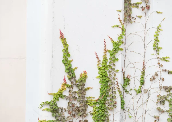 Foglie di edera isolate su uno sfondo bianco — Foto Stock