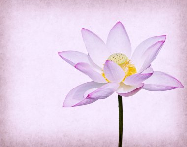 Su zambağı, grunge desenli arka planda