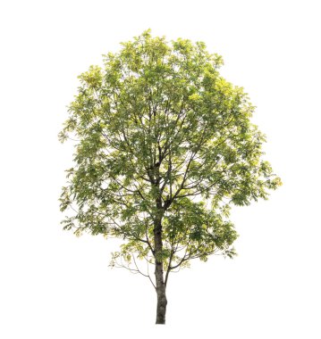 Beyaz arkaplanda izole edilmiş bitki ağacı