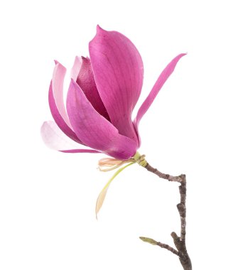 Beyaz arkaplanda izole edilmiş pembe manolya çiçekleri