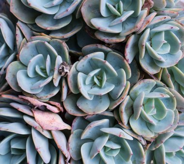  Bahçedeki minyatür sulu bitkiler