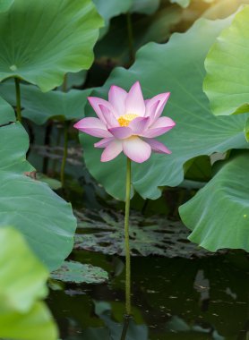 Bahçe havuzunda çiçek açan nilüfer çiçeği