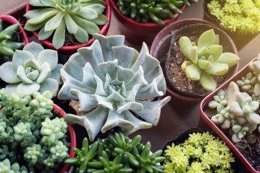  Bahçedeki minyatür sulu bitkiler