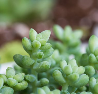  Bahçedeki minyatür sulu bitkiler