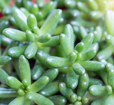  Bahçedeki minyatür sulu bitkiler