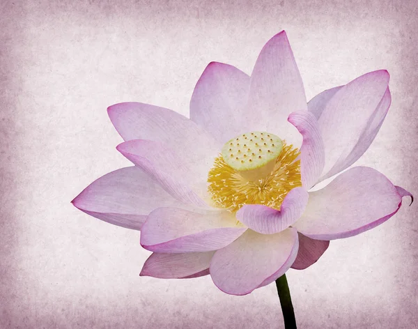 Water Lily Grunge Textured Background — Stock Photo, Image
