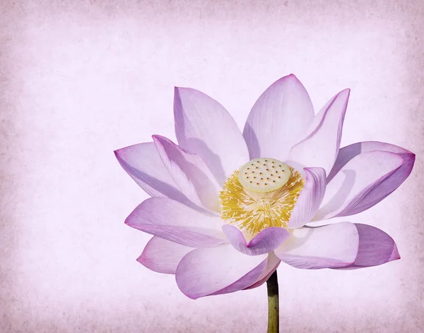 Water Lily Grunge Textured Background — Stock Photo, Image