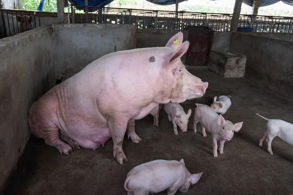 Varkens Boerderij — Stockfoto