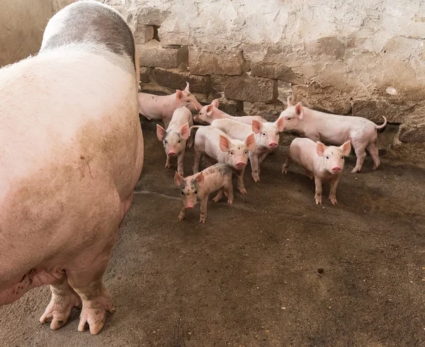 Świnie Gospodarstwie — Zdjęcie stockowe