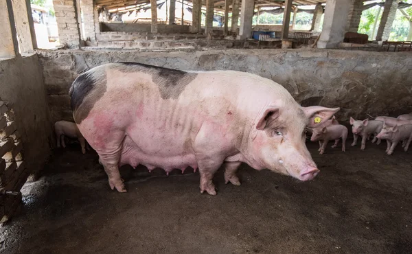 Свиньи Ферме — стоковое фото