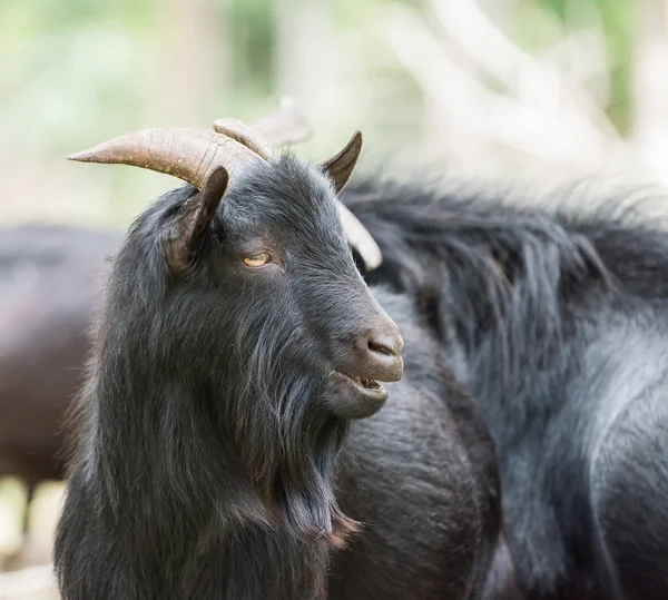 Shot Black Goat Farm — Stock Photo, Image