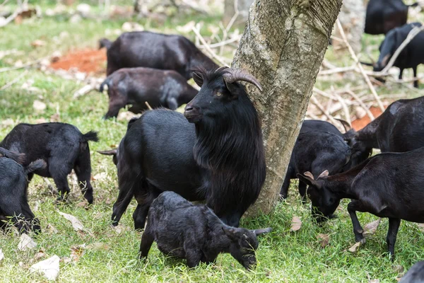 Shot Black Goat Farm — Stock Photo, Image