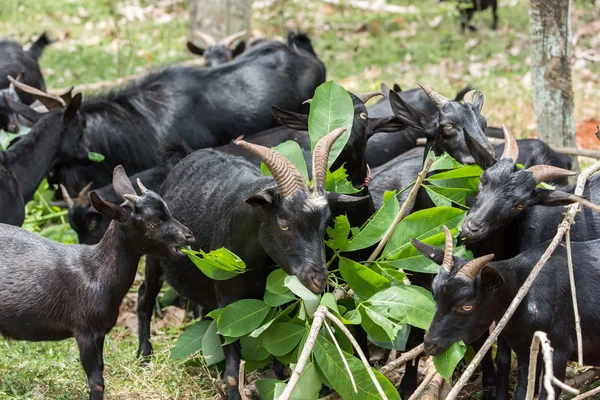 Shot Black Goat Farm — Stock Photo, Image