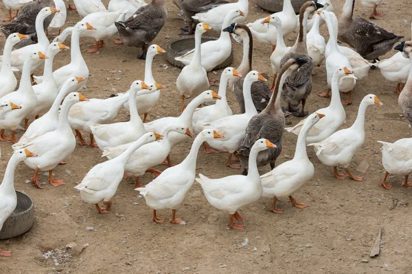 Oies Dans Une Ferme — Photo