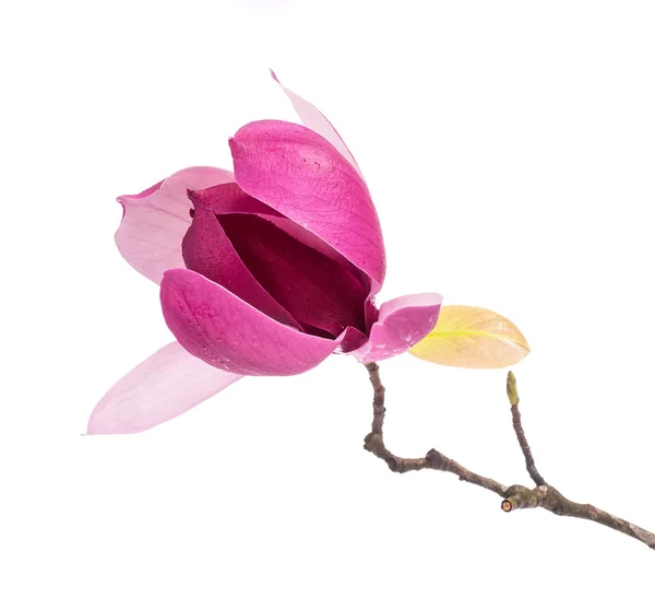 粉红色的木兰花 白色背景隔离 — 图库照片