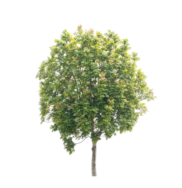 Planta Árvore Isolada Fundo Branco — Fotografia de Stock