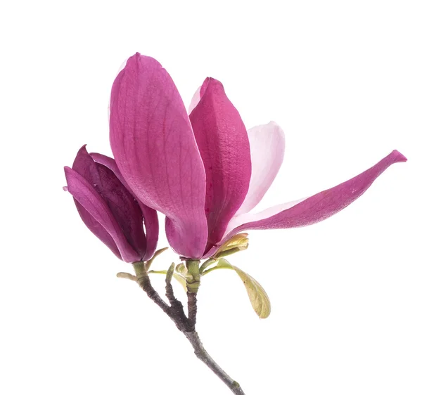 粉红色的木兰花 白色背景隔离 — 图库照片