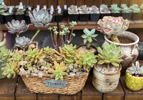 Plantes Succulentes Miniatures Dans Jardin — Photo