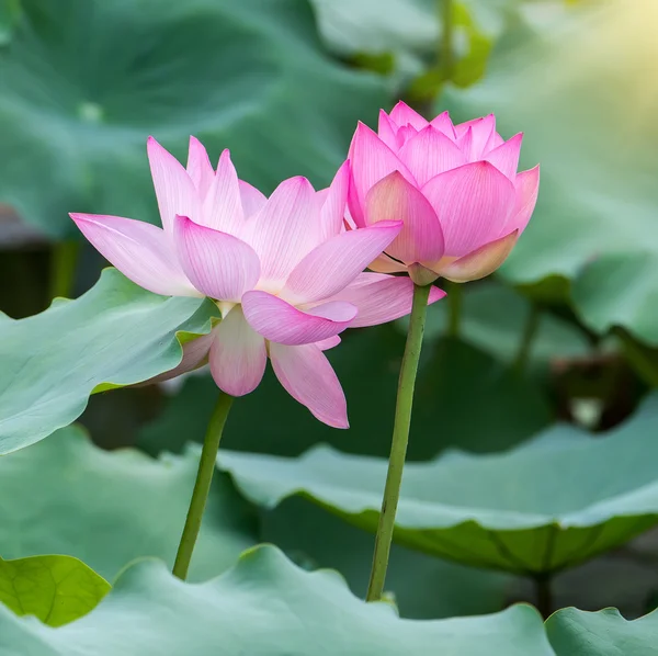 Blommande Lotusblomma Trädgårdsdamm — Stockfoto
