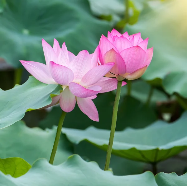 Blooming Lotus Flower Garden Pond — Stock Photo, Image