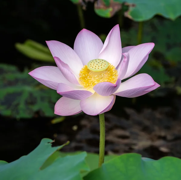 Blooming Lotus Flower Garden Pond — Stock Photo, Image