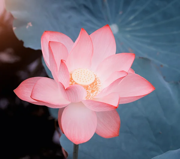 Flor de lótus em flor — Fotografia de Stock