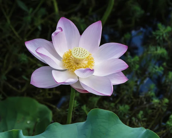 Blühende Lotusblume — Stockfoto