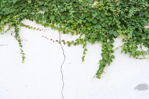 Folhas de hera isoladas em um fundo branco — Fotografia de Stock