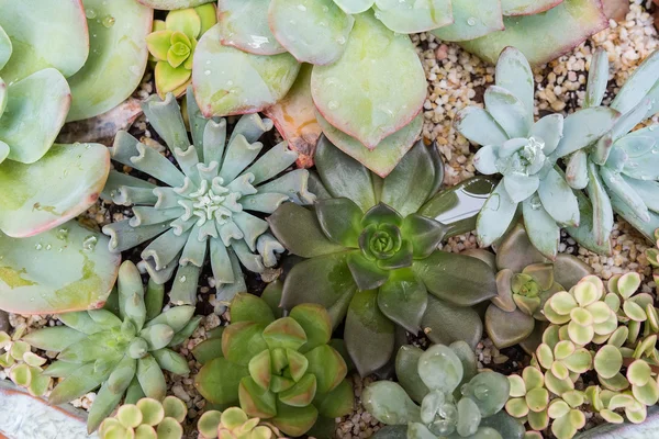 Plantes Succulentes Miniatures Dans Jardin — Photo