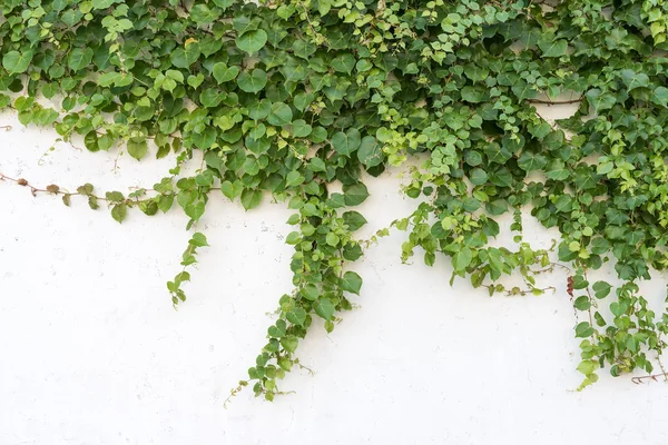 Folhas de hera isoladas em um fundo branco — Fotografia de Stock