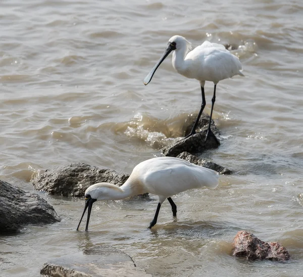 Shot of Black-faced Spoonbill — Stock Photo, Image