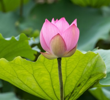 çiçek açan lotus çiçeği