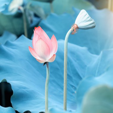çiçek açan lotus çiçeği