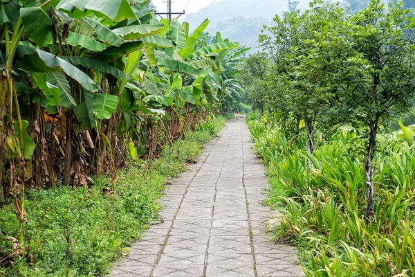 Caminho sinuoso no jardim — Fotografia de Stock