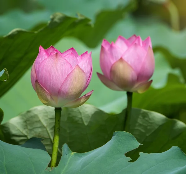 Blühende Lotusblume — Stockfoto