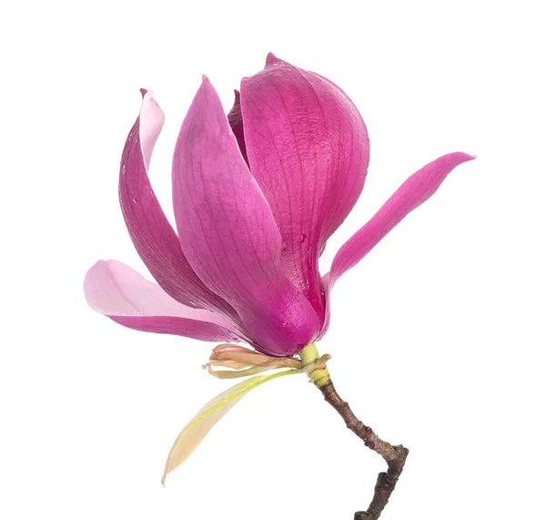 Roze magnolia bloemen geïsoleerd op witte achtergrond — Stockfoto