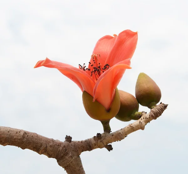 Strzał z Bombax ceiba — Zdjęcie stockowe