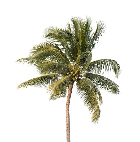 Palmeira isolada sobre fundo branco — Fotografia de Stock