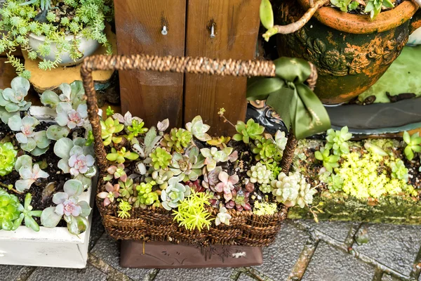 Plantas suculentas em miniatura — Fotografia de Stock