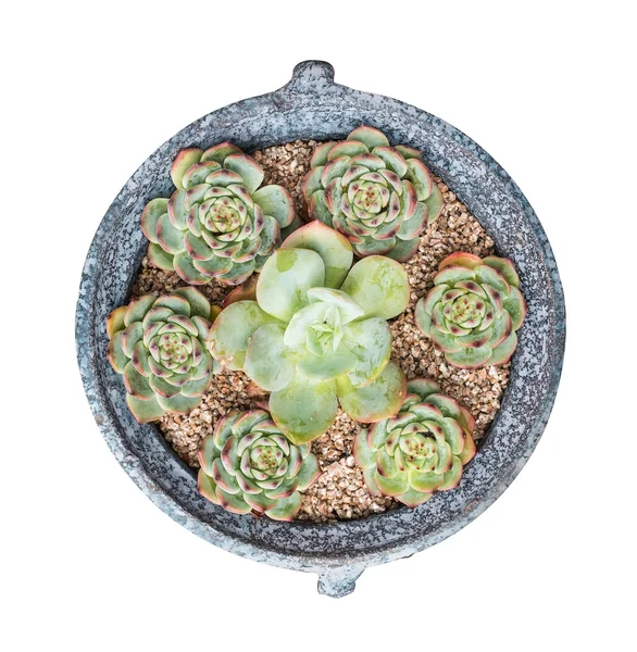 Miniatuur succulente planten — Stockfoto