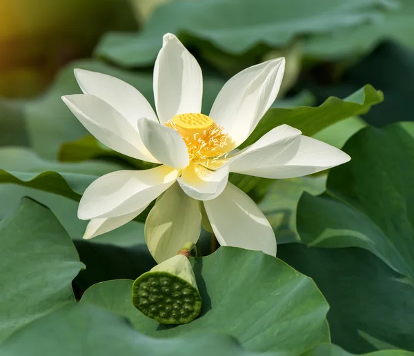 Lotus sur fond blanc isolé . — Photo