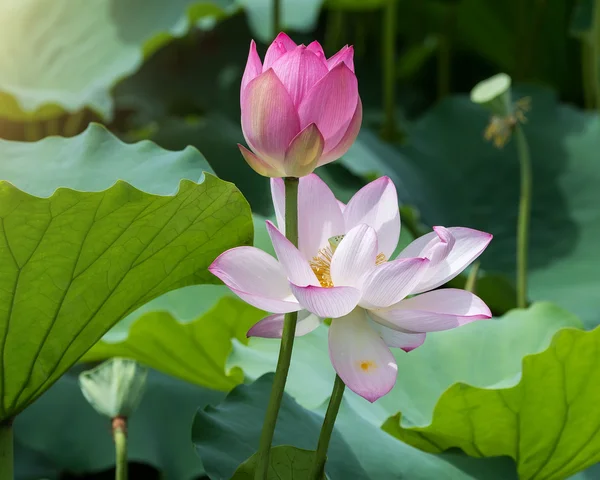 Blooming lotus flower — Stock Photo, Image