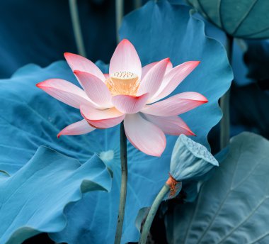 çiçek açan lotus çiçeği